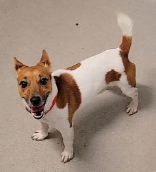 Shelter Stray Male Dog last seen Rowe Boulevard, ANNAPOLIS, MD, 21401, 411 Maxwell Frye Rd, Millersville, MD 21108, USA
