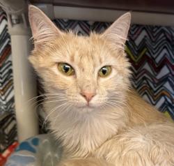 Shelter Stray Female Cat last seen Near Spyglass Hille Road, LIVERMORE, CA, 94551, 8323 Baldwin St, Oakland, CA 94621, USA