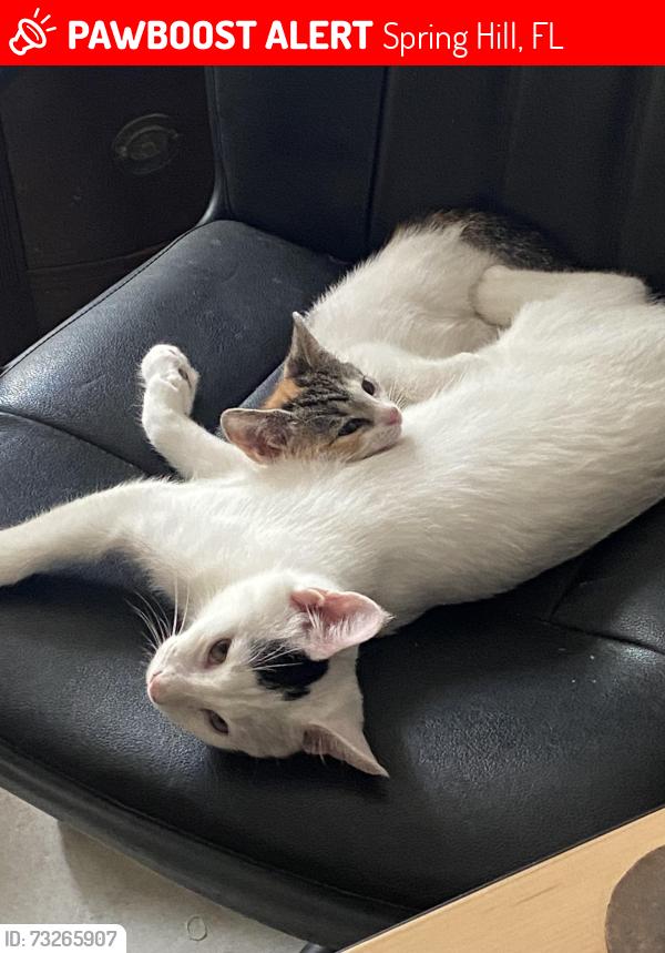 Lost Male Cat last seen Applegate and Commercial Way, Spring Hill, FL 34606