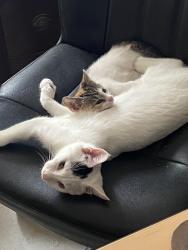 Lost Male Cat last seen Applegate and Commercial Way, Spring Hill, FL 34606