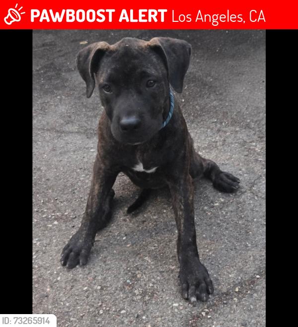 Lost Female Dog last seen 7th Ave and 25th St., Los Angeles, CA 90018