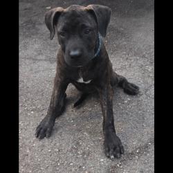 Lost Female Dog last seen 7th Ave and 25th St., Los Angeles, CA 90018