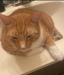 Lost Male Cat last seen Sandhurst park, Huntsville, AL 35803