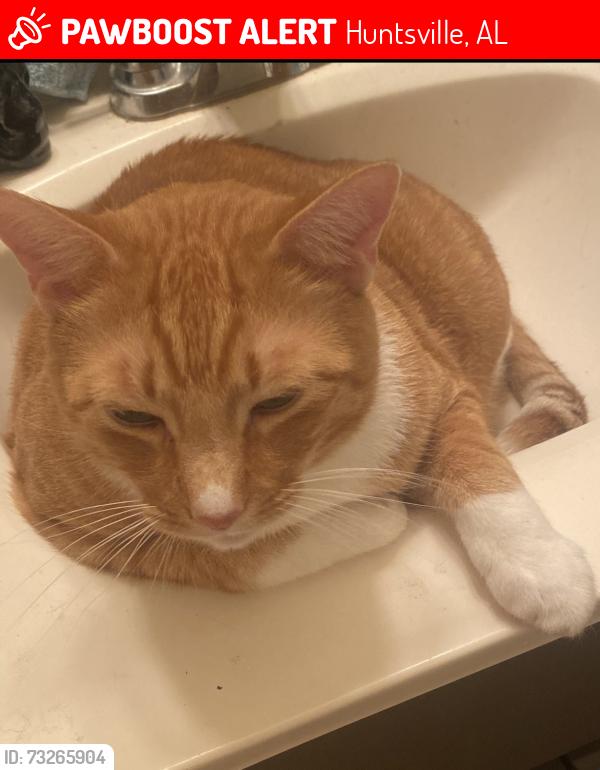Lost Male Cat last seen Sandhurst park, Huntsville, AL 35803