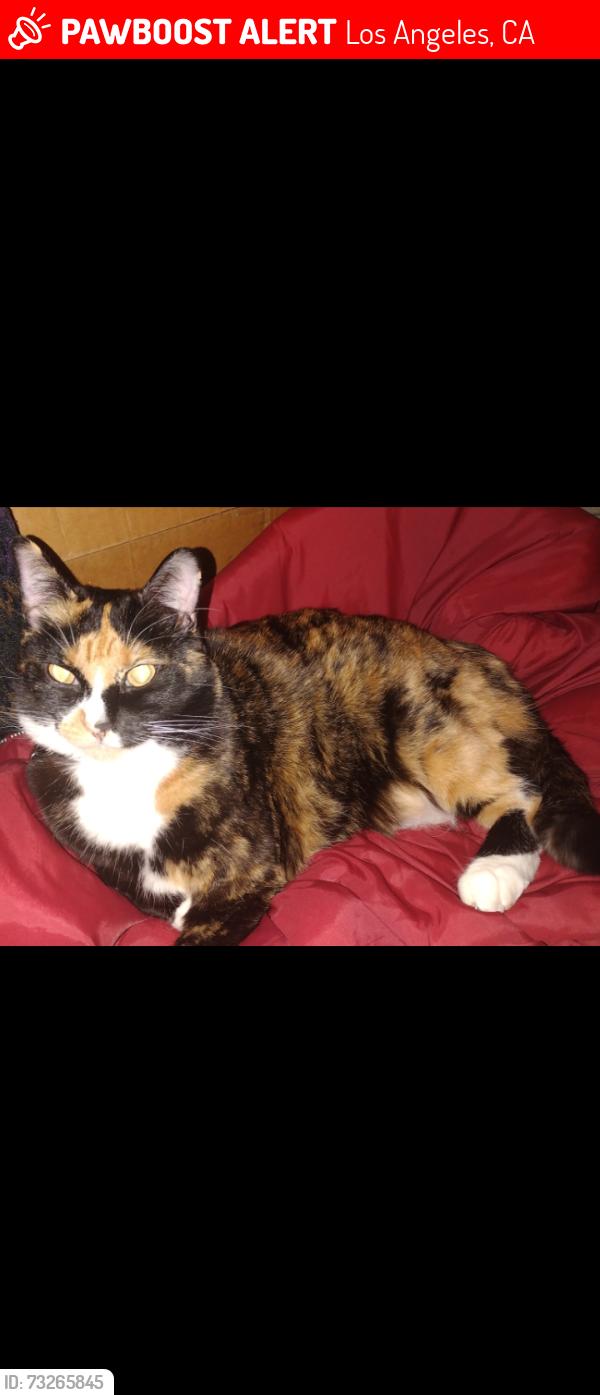 Lost Female Cat last seen Near Peninsula Road and Anchorage Way, Los Angeles, CA 90744