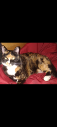 Lost Female Cat last seen Near Peninsula Road and Anchorage Way, Los Angeles, CA 90744