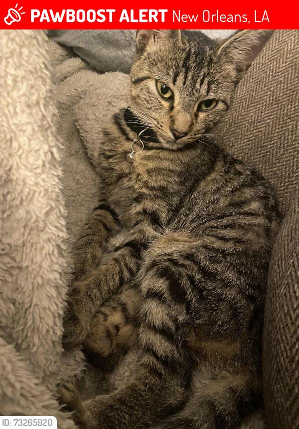 Lost Female Cat last seen Marigny & abundance, McDonald’s/Cox Elysian Fields Ave, nearby 610 brothers, New Orleans, LA 70122
