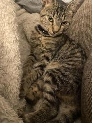 Lost Female Cat last seen Marigny & abundance, McDonald’s/Cox Elysian Fields Ave, nearby 610 brothers, New Orleans, LA 70122