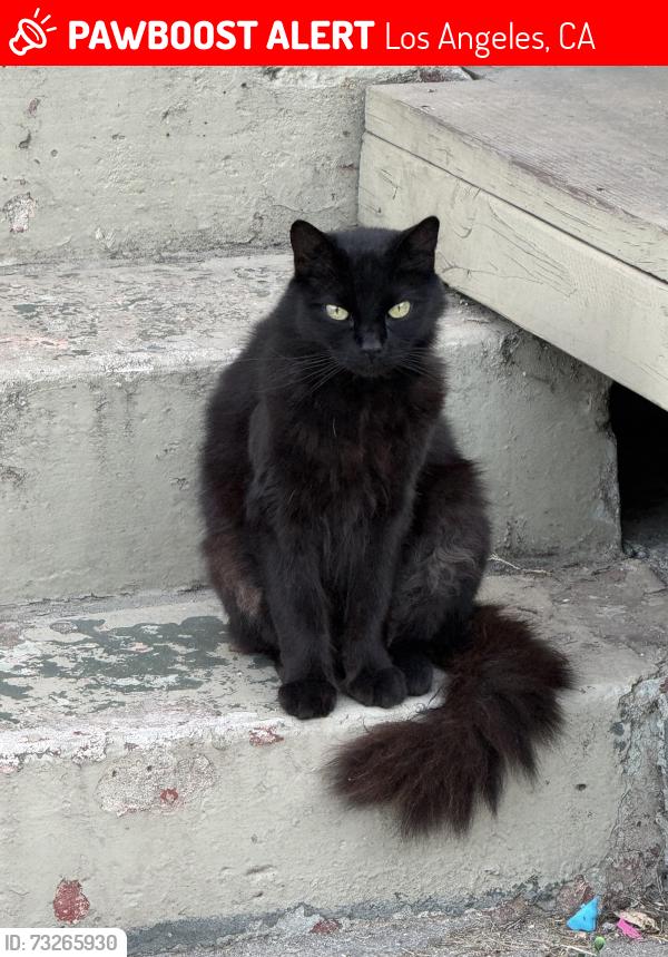 Lost Male Cat last seen 62nd street and Wall, Los Angeles, CA 90003