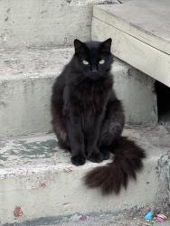 Lost Male Cat last seen 62nd street and Wall, Los Angeles, CA 90003