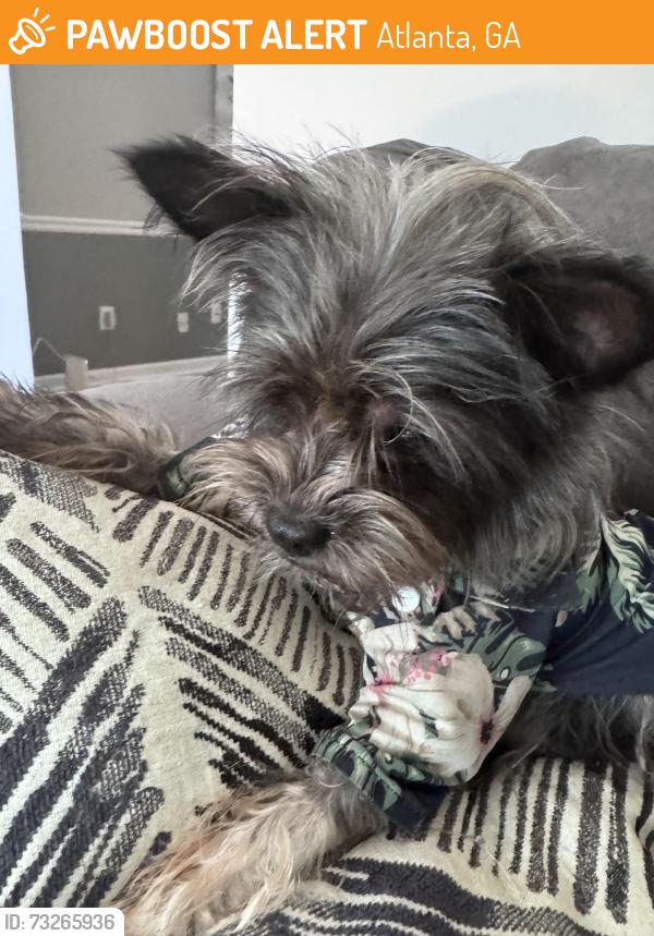 Found/Stray Male Dog last seen Sugarcreek falls Ave se, Atlanta, GA 30316