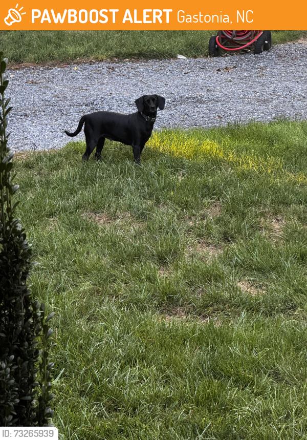 Found/Stray Female Dog last seen Forbes road, Gastonia, NC 28052
