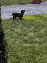 Found/Stray Female Dog last seen Forbes road, Gastonia, NC 28052