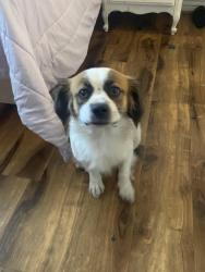 Found/Stray Male Dog last seen Near w citrus way, Phoenix, AZ 85017