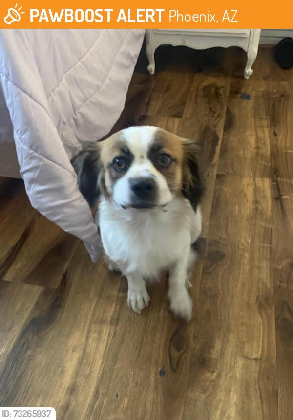 Found/Stray Male Dog last seen Near w citrus way, Phoenix, AZ 85017