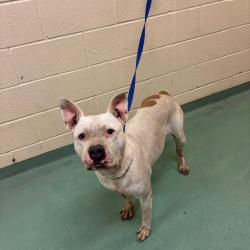 Shelter Stray Female Dog last seen , 2350 Appling City Cove, Memphis, TN 38133, USA