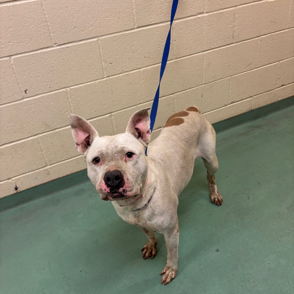 Shelter Stray Female Dog last seen , 2350 Appling City Cove, Memphis, TN 38133, USA