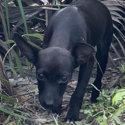 Shelter Stray Female Dog last seen , 2060 NE Rocky Ford Rd, Pinetta, FL 32350, USA