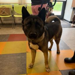 Shelter Stray Female Dog last seen , Animal Care & Control Team of Philly, 111 W Hunting Park Ave, Philadelphia, PA 19140, USA