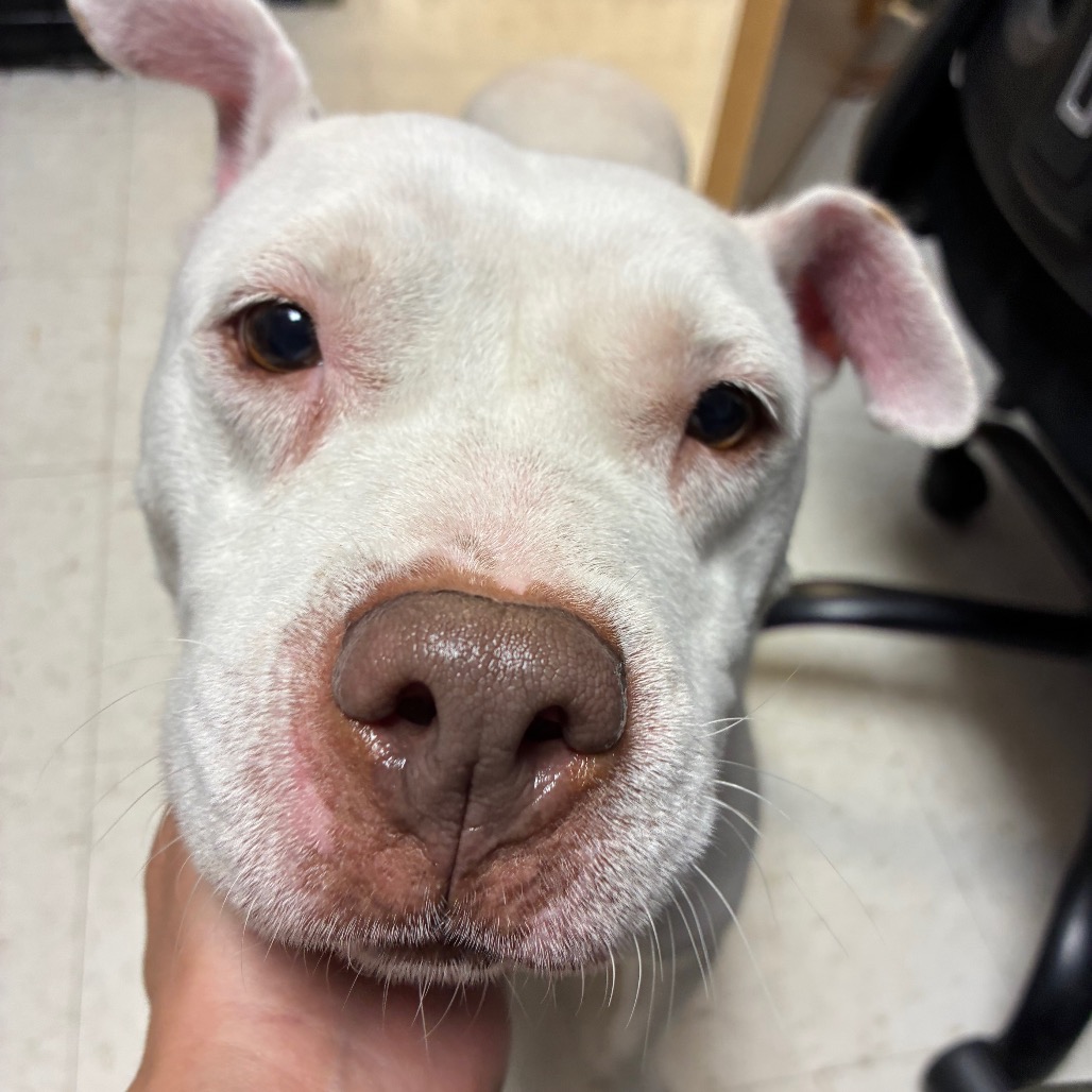 Shelter Stray Female Dog last seen , Animal Care & Control Team of Philly, 111 W Hunting Park Ave, Philadelphia, PA 19140, USA
