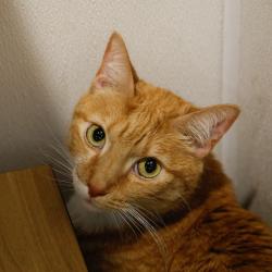 Shelter Stray Male Cat last seen , 3607 N Armenia Ave, Tampa, FL 33607, USA