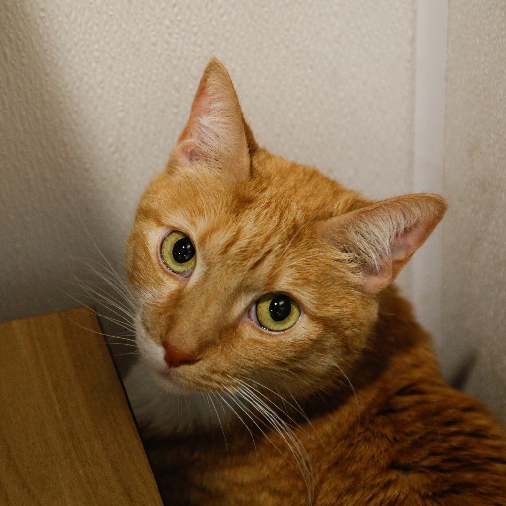 Shelter Stray Male Cat last seen , 3607 N Armenia Ave, Tampa, FL 33607, USA