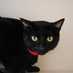 Shelter Stray Female Cat last seen , 3607 N Armenia Ave, Tampa, FL 33607, USA