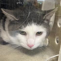 Shelter Stray Male Cat last seen , Animal Care & Control Team of Philly, 111 W Hunting Park Ave, Philadelphia, PA 19140, USA
