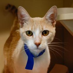 Shelter Stray Male Cat last seen , 3607 N Armenia Ave, Tampa, FL 33607, USA