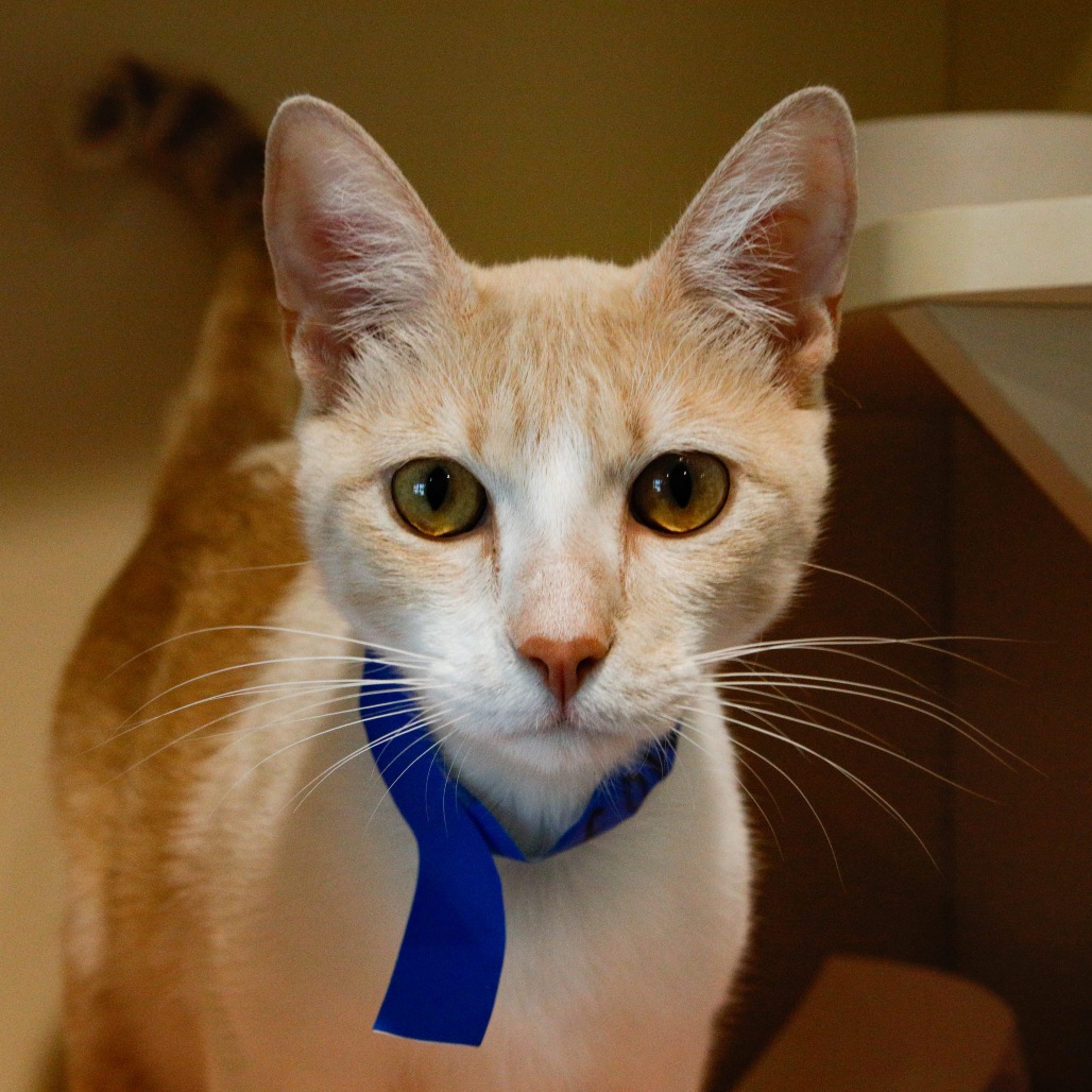 Shelter Stray Male Cat last seen , 3607 N Armenia Ave, Tampa, FL 33607, USA