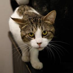Shelter Stray Male Cat last seen , 3607 N Armenia Ave, Tampa, FL 33607, USA