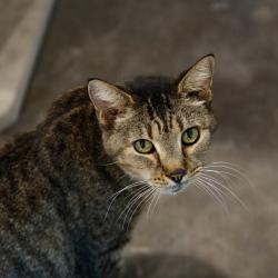 Shelter Stray Male Cat last seen , 3607 N Armenia Ave, Tampa, FL 33607, USA