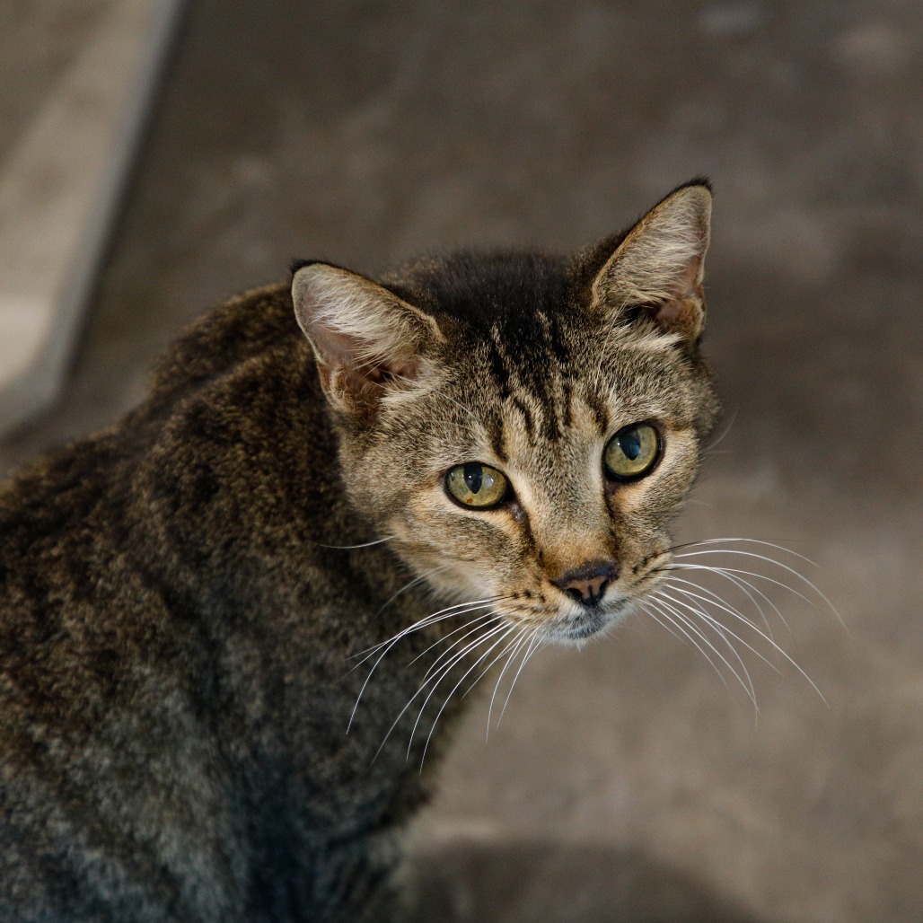 Shelter Stray Male Cat last seen , 3607 N Armenia Ave, Tampa, FL 33607, USA