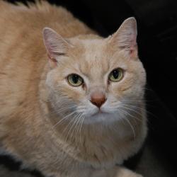 Shelter Stray Male Cat last seen , 3607 N Armenia Ave, Tampa, FL 33607, USA