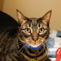 Shelter Stray Male Cat last seen , 3607 N Armenia Ave, Tampa, FL 33607, USA