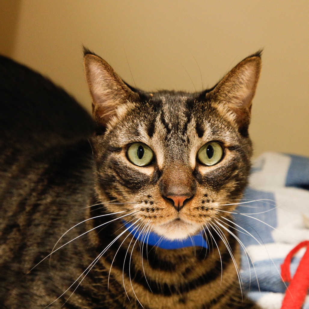 Shelter Stray Male Cat last seen , 3607 N Armenia Ave, Tampa, FL 33607, USA