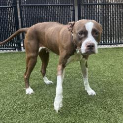Shelter Stray Female Dog last seen , 980 Guilford College Rd, Greensboro, NC 27409, USA