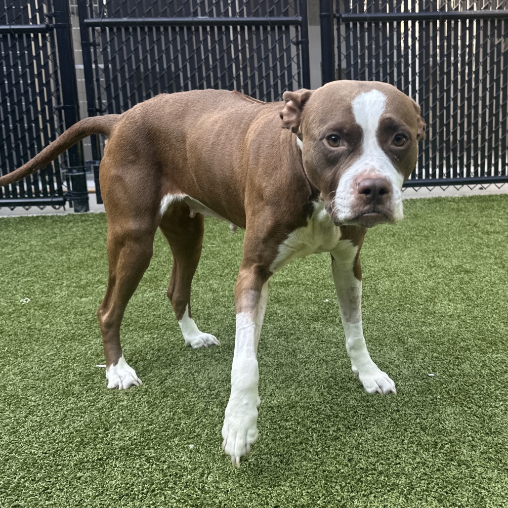 Shelter Stray Female Dog last seen , 980 Guilford College Rd, Greensboro, NC 27409, USA