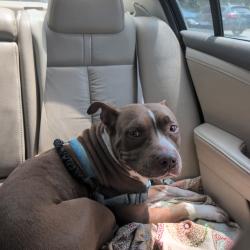 Shelter Stray Female Dog last seen , 980 Guilford College Rd, Greensboro, NC 27409, USA