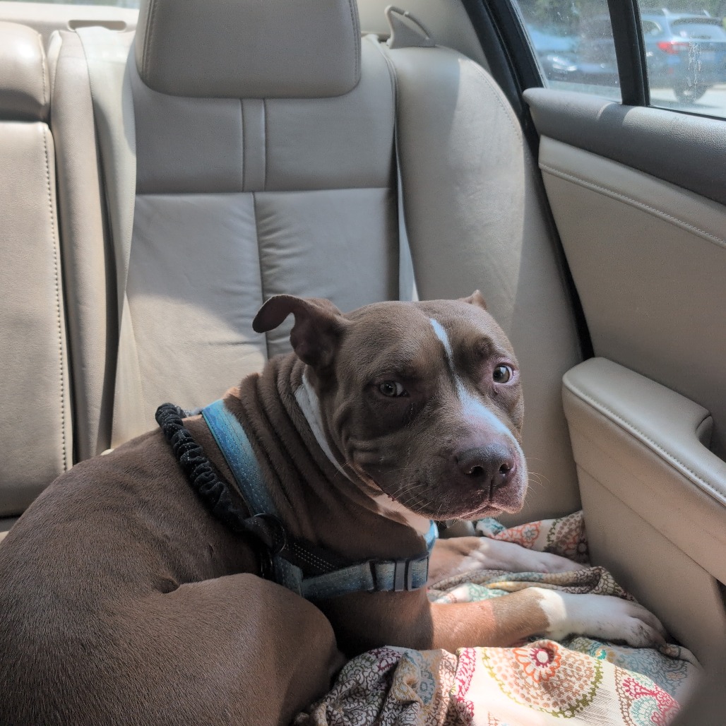 Shelter Stray Female Dog last seen , 980 Guilford College Rd, Greensboro, NC 27409, USA