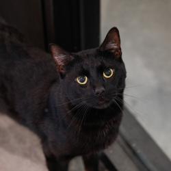 Shelter Stray Male Cat last seen , 3607 N Armenia Ave, Tampa, FL 33607, USA