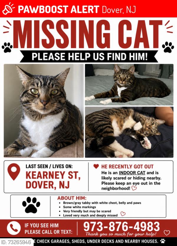 Lost Male Cat last seen Penn Ave, Morris Street, Dover, NJ 07801