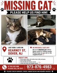 Lost Male Cat last seen Penn Ave, Morris Street, Dover, NJ 07801