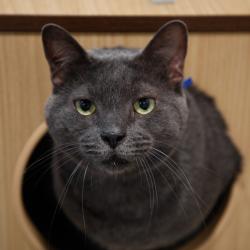 Shelter Stray Male Cat last seen , 3607 N Armenia Ave, Tampa, FL 33607, USA