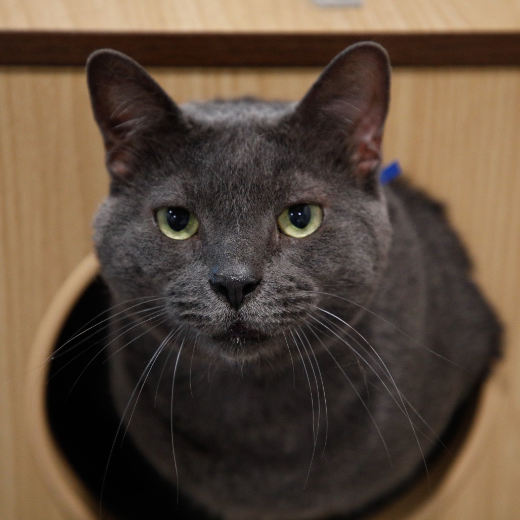 Shelter Stray Male Cat last seen , 3607 N Armenia Ave, Tampa, FL 33607, USA