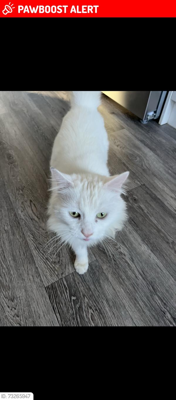 Lost Female Cat last seen The moorfield, West Midlands, England 
