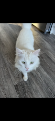 Lost Female Cat last seen The moorfield, West Midlands, England 