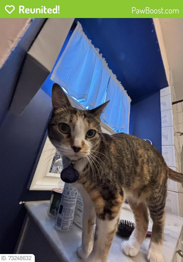 Reunited Female Cat last seen Willowcrest Ave and Collins St, Los Angeles, CA 91601