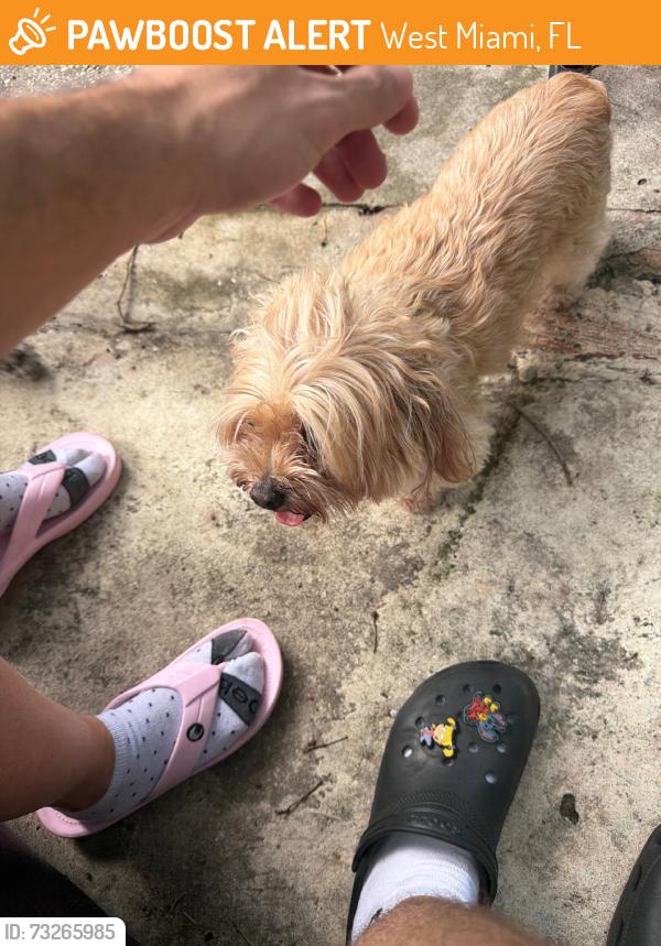Found/Stray Female Dog last seen Walking on the sidewalk if 9th st, West Miami, FL 33144