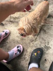 Found/Stray Female Dog last seen Walking on the sidewalk if 9th st, West Miami, FL 33144